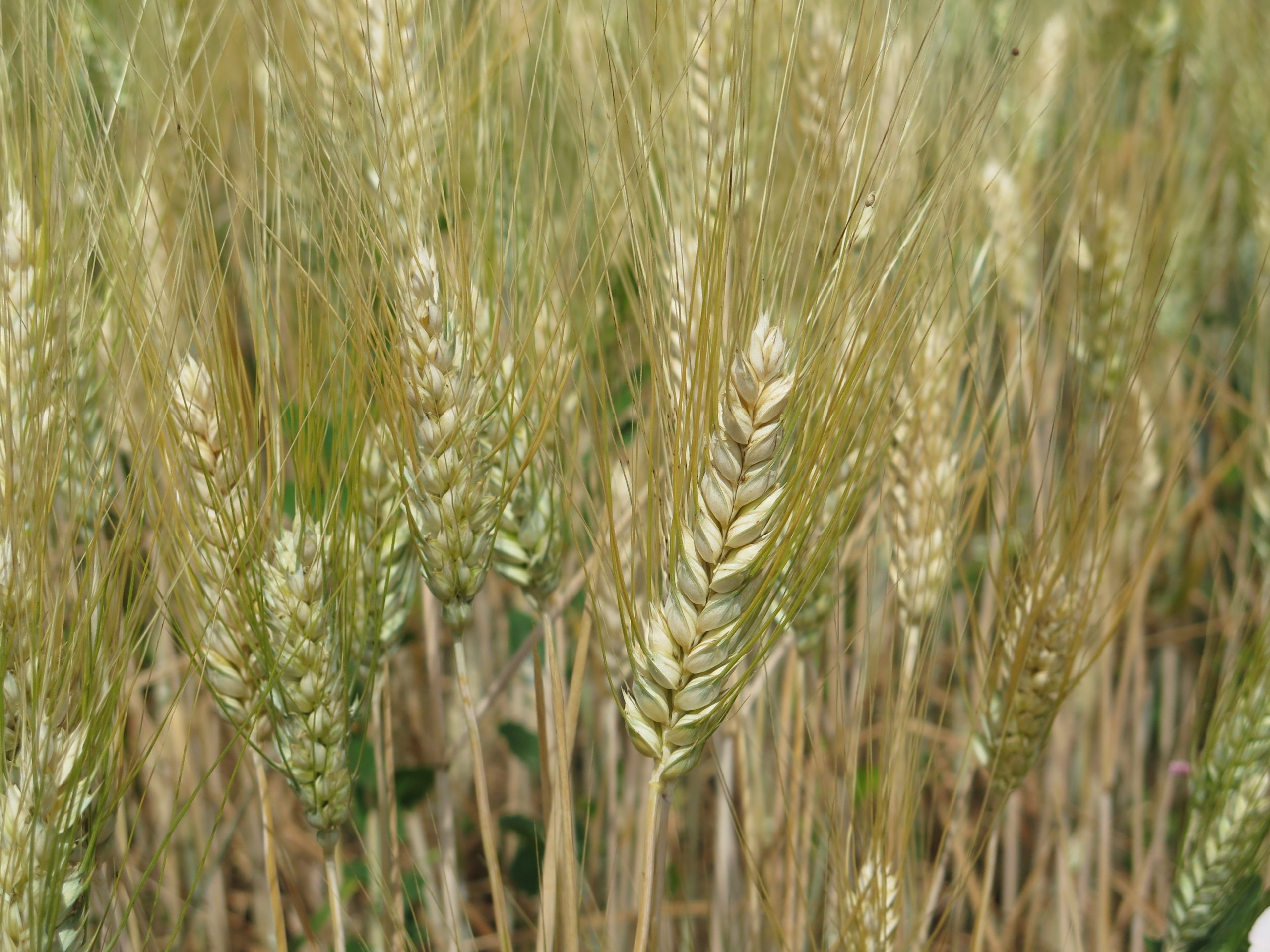 Aidepi Dal Chicco Alla Pasta Ecco Il Valore Storico Del Grano Duro